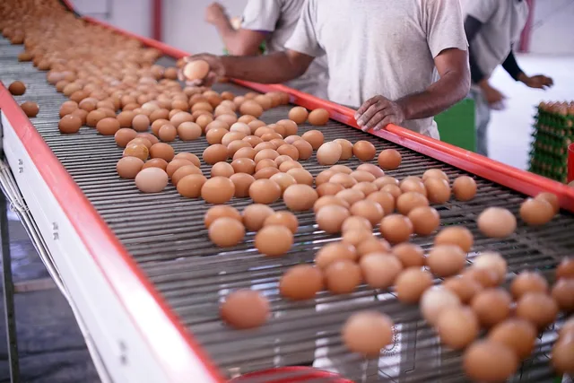 eggs, eggshells, production, quality, organic, production, production, production, production, production. Vurdering af leverandørers kapacitet og skalerbarhed